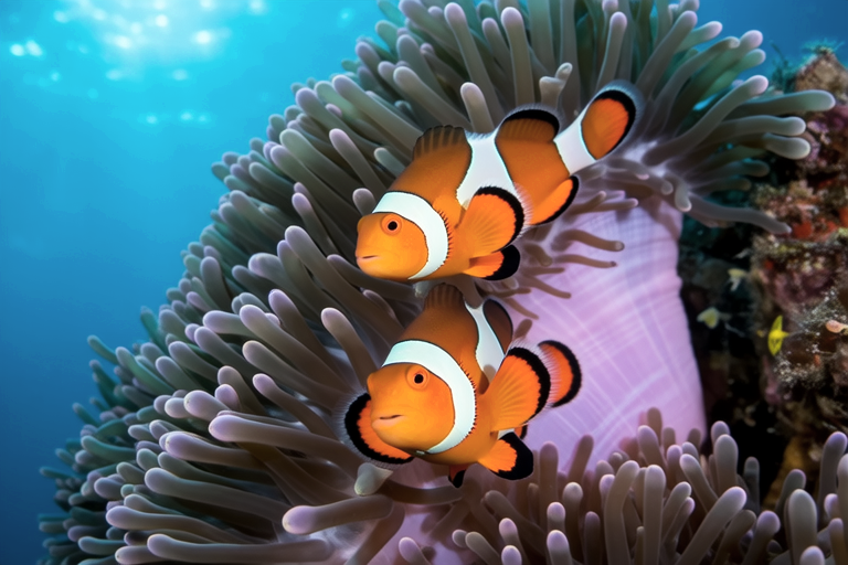 Clownfish and Anemones: The Perfect Pair Explained